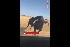حمله گاو به خودروی در حال حرکت در اسپانیا