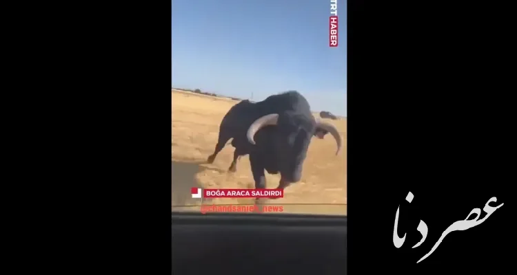 حمله گاو به خودروی در حال حرکت در اسپانیا