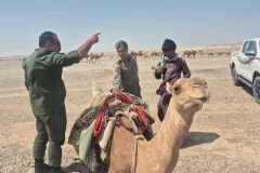 خروج ۲۷۰ شتر از تالاب هامون صابوری؛ ادوات ساربان‌ها ضبط شد