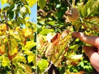 خشک شدن درختان مرکبات روستای چالموره شهرستان باشت بر اثر نبود آب
