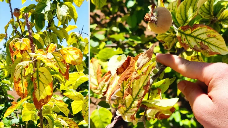 خشک شدن درختان مرکبات روستای چالموره شهرستان باشت بر اثر نبود آب