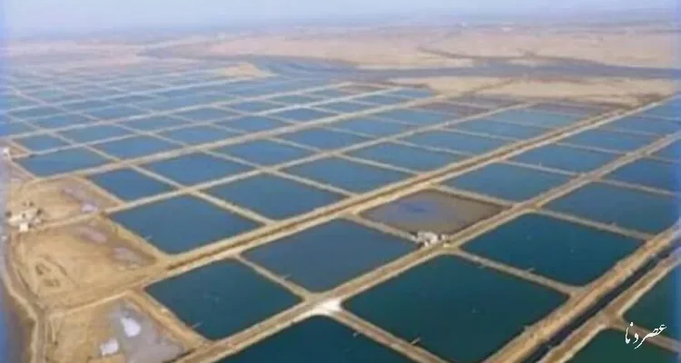 رونق تولید و اشتغال در بزرگترین شهرک شیلاتی استان بوشهر