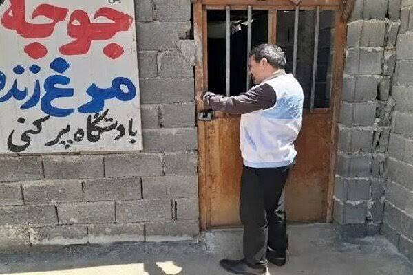 مهر و موم مراکز غیرمجاز عرضه مرغ زنده در مزدک بویراحمد