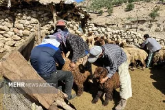 واکسیناسیون بیش از ۲ هزار رأس دام در اردوی جهادی دامپزشکی چرام