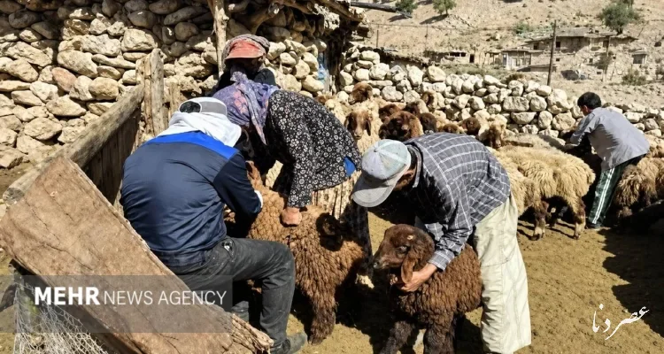 واکسیناسیون بیش از ۲ هزار رأس دام در اردوی جهادی دامپزشکی چرام