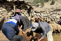 واکسیناسیون ۲ هزار و ۸۵۰ رأس دام در اردوی جهادی دامپزشکی چرام