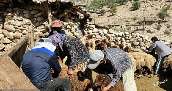 واکسیناسیون ۲ هزار و ۸۵۰ رأس دام در اردوی جهادی دامپزشکی چرام