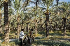 گچساران به استقبال خرمای مجول رفت؛ کشت در ۱۵۰۰ هکتار از نخلستان بلیسک