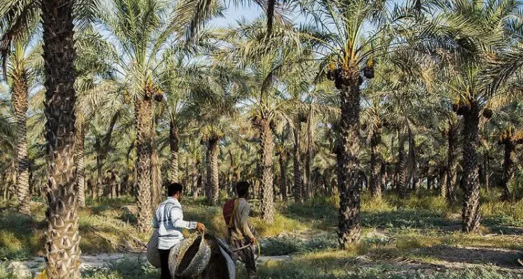 گچساران به استقبال خرمای مجول رفت؛ کشت در ۱۵۰۰ هکتار از نخلستان بلیسک