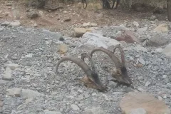 شلیک در دنا ؛ ۱۶ ساعت رصد و پایش ، کشف لاشه دو کل و فرار مسلحانه متخلفان/ هویت متخلفین شناسایی شد