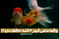 افسانه سه‌ثانیه‌ای حافظه ماهی قرمز؛ واقعیت علمی چیست؟