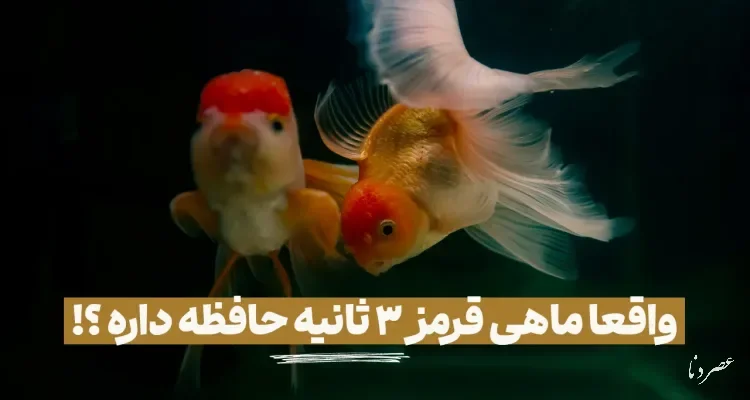 افسانه سه‌ثانیه‌ای حافظه ماهی قرمز؛ واقعیت علمی چیست؟