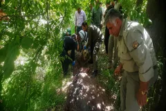 شلیک شبانه به خرس ماده در دنا؛ حیوان زخمی برای درمان منتقل شد