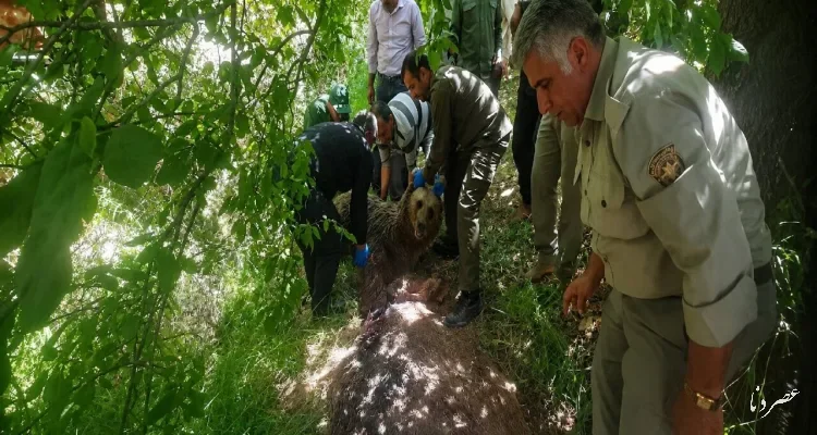 شلیک شبانه به خرس ماده در دنا؛ حیوان زخمی برای درمان منتقل شد