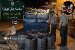کشف ۴۵ کیسه زغال بلوط در جستجوی شکارچیان غیرمجاز کبک در چرام
