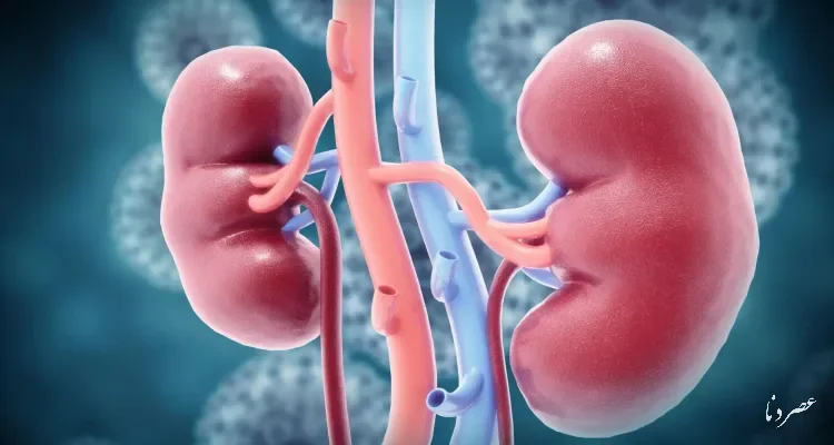 کلیه؛ آزمایشگاه پیشرفته تصفیه خون در بدن انسان